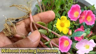 Easiest way to grow Purslane from cutting  Portulaca Oleracia [upl. by Atikel]