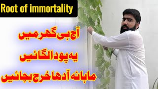 Health benefits of giloy  how to use giloy  Amazing facts about giloe  گلو کے فائدے [upl. by Waylin]