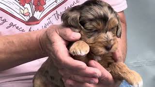 Melodys Schnoodle Puppies 61024 [upl. by Demaria]