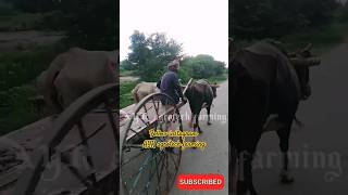 jersey cows bullcart bullcartvideos bullcart ayragrotechfarming [upl. by Iden252]