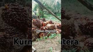 Kurma SUmatera shorts [upl. by Delija]