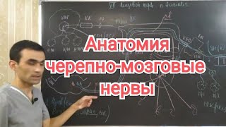 Анатомия всех черепно мозговых нервов Аnatomy of all cranial nerves [upl. by Aivizt522]