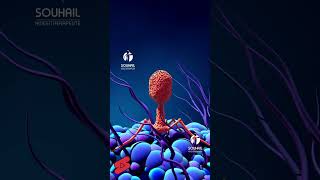 3d illustration Bacteriophage infecting bacterium in motion [upl. by Nedarb]