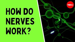 How do nerves work  Elliot Krane [upl. by Kilroy]