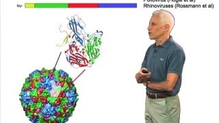 Picornaviruses  Stephen Harrison HarvardHHMI [upl. by Analaj]