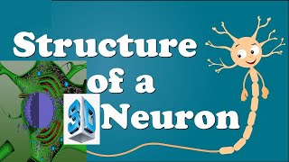 Neuron Structure and Function in HindiUrduTech Science [upl. by Inafets]