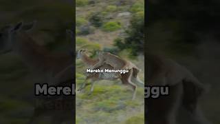 Puma Memburu Mangsa short shorts puma cougars cougar animal [upl. by Merth]