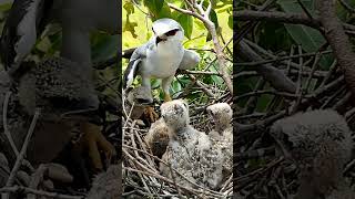 Hawk Nest birds nature reviewbirdnest wildlife [upl. by Elboa]