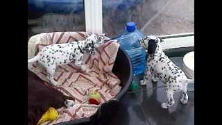 Adorable Dalmatian puppies [upl. by Ziana]