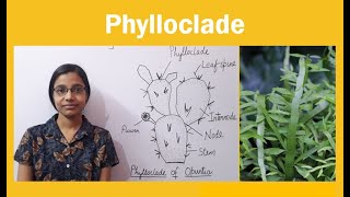 Phylloclade  Examples of Phylloclade [upl. by Aisyram]