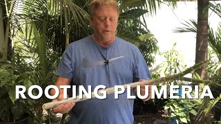 ROOTING A PLUMERIA BRANCH  NO ROT METHOD  EASY  TIPS AND TRICKS TO GROW PLUMERIA CUTTINGS🌺 [upl. by Rayner]