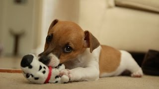 Lucy The Jack Russell Puppy [upl. by Hibben]