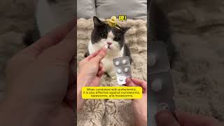 Deworm your pet in one minute🔥🔥puainta petcare cat pethealthdeworm cutecat petwellness [upl. by Davilman]