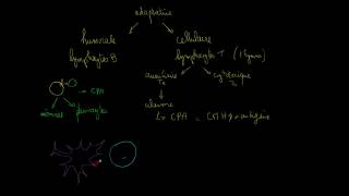 Lymphocytes T auxiliaires Ta [upl. by Ettennek483]