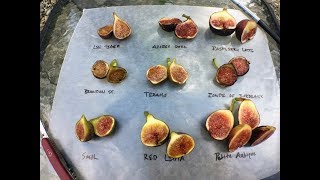 Eating and comparing some fig varieties [upl. by Acinnod]