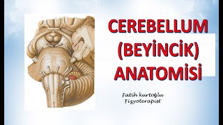 Cerebellum  Beyincik  Cerebellum Anatomy  Nöroanatomi Konu Anlatımı  12 [upl. by Tessler684]