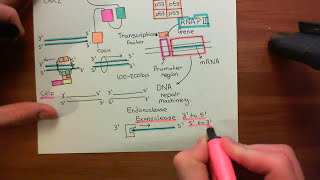 Homologous Recombination for Double Strand Breaks Part 4 [upl. by Ecidnak]