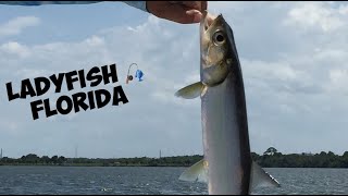 Ladyfish fishing in Florida [upl. by Fasta]