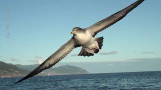 Cagarro Calonectris borealis nos Açores  Cory’s shearwater Calonectris borealis in the Azores [upl. by Pebrook]