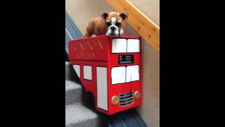 Dog takes the stair lift [upl. by Karrie]