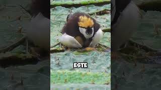 ¡Valor de Madre Jacana Africana Protege sus Huevos 🦩🌧️ shorts [upl. by Damian377]