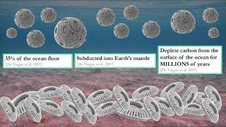 Coccolithophores Function and Future [upl. by Ezri180]