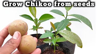 how to grow chikuSapodillaSapota plant from seedsचीकू को बीज से उगाऐ । [upl. by Eisoj824]