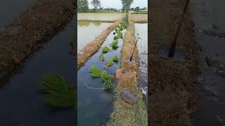 The process of transporting rice seedlings in artesian ditches [upl. by Dardani383]