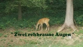 Zwei rehbraune Augen [upl. by Aicital992]