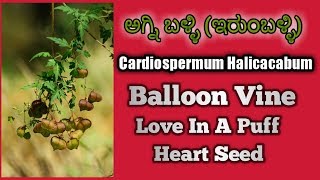 ಅಗ್ನಿ ಬಳ್ಳಿ Cardiospermum Halicacabum Balloon Vine Heart Seed [upl. by Luigi]