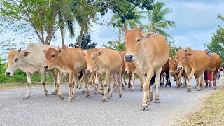 Suara sapi berkeliaran di jalan pedesaan memanggil kawanan pulang ke kandang  sapi lucu sapi joget [upl. by Mckenzie]