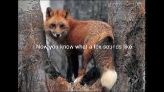 Screaming Foxes  Audio [upl. by Heron29]