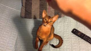 Funny abyssinian cat [upl. by Akehsar]