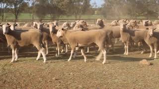 NTH STH GRAZING PS quotSTRONTIANquot 1ST X EWES 23 DROP TOPS [upl. by Ylaek973]