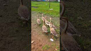 Adorable Ducks Walking in the Field [upl. by Nhguavoj]