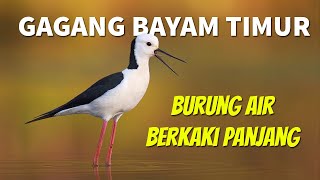 Mengenal Burung Gagang Bayam Timur  Whiteheaded Stilt [upl. by Camus464]