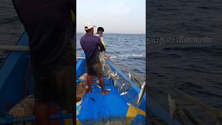 🐠🐟 lots of bigeye scad fish catching in deep sea fishing🎣🎣 seafishing seafood india fishermen [upl. by Lekzehcey108]