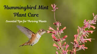 Hummingbird Mint Plant Care Essential Tips for Thriving Plants hummingbird plants plantcare [upl. by Yoo483]