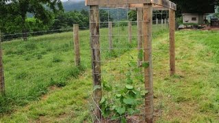 Building a Grape Arbor [upl. by Moulton944]