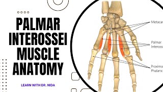 Palmar Interossei Muscle Anatomy  Anatomy Lecture Series [upl. by Berrie]