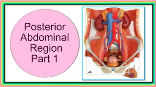 POSTERIOR ABDOMINAL REGION PART 1 [upl. by Valoniah741]