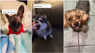 Owa Owa new dogs challenge tik tok compilation 2021 [upl. by Thornton]