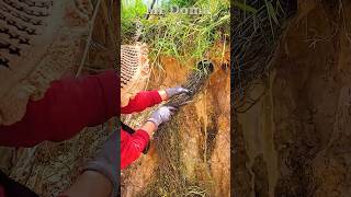 Blocked Drain with Drainage Clearing cloggeddrain shorts shortvideo video satisfying [upl. by Fae]