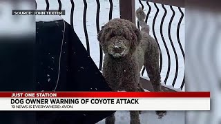 Coyote attacks dog in Avon [upl. by Nutter611]