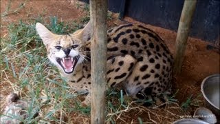 A day with the Servals and Caracals [upl. by Llemor109]