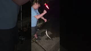 fishing 2024 garfish explore nightlife nightfishing boatramp outdoors hook line sinker [upl. by Notlok]