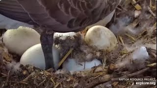 Decorah Hatchery EaglesHM Goes FishingFive Goose EggsHM Causing A Stir31724 [upl. by Olracnaig342]