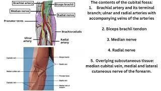 Cubital fossa [upl. by Miru929]