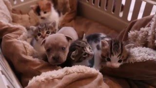 Newborn Puppy and his Cat Family [upl. by Oster863]