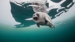 Baikal seal nerpa underwater under the ice of the Lake Baikal [upl. by Sucramaj]